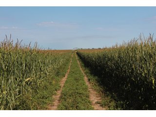 Tract 4 - Edwards County, KS farmland - LAND AUCTION - 647+/- ACRES OFFERED IN 4 TRACTS IN RENO & EDWARDS COUNTY, KANSAS